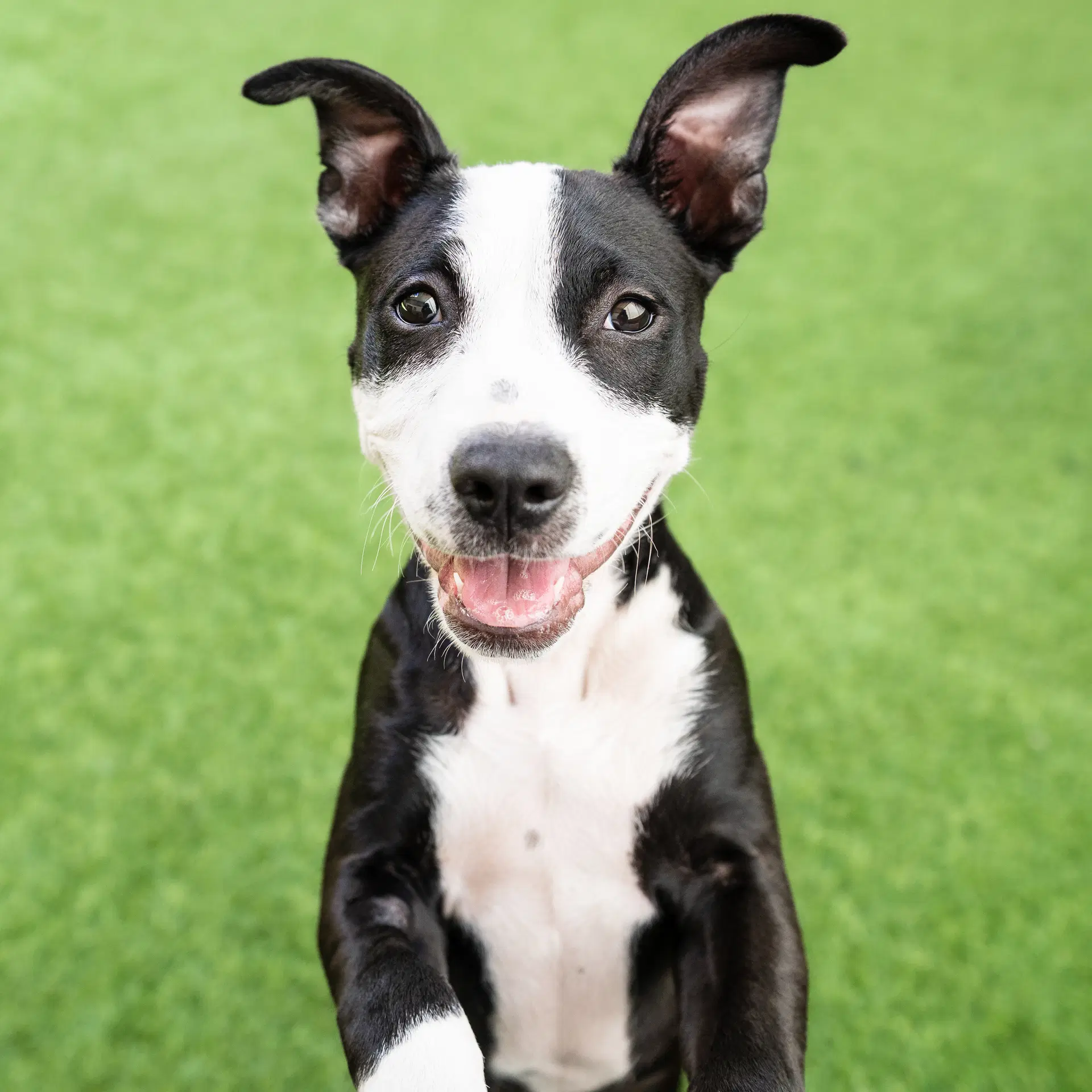Sparkle - Pit Bull Terrier