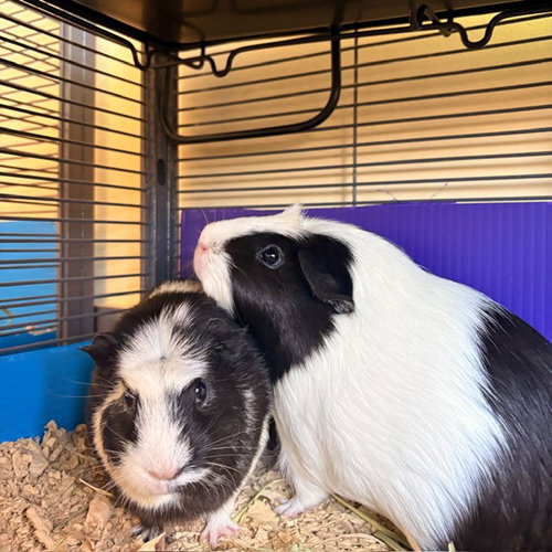Mango & Tuna (F), a guinea pig for adoption from Peninsula Humane Society & SPCA