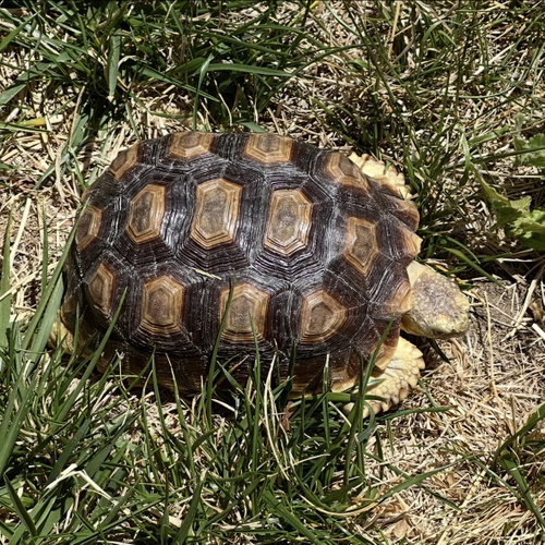Photo 3 of Spring