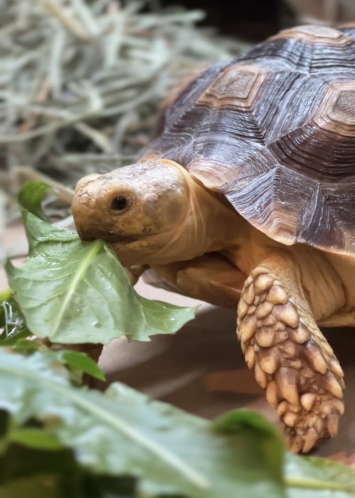 Spring, a tortoise for adoption from Peninsula Humane Society & SPCA