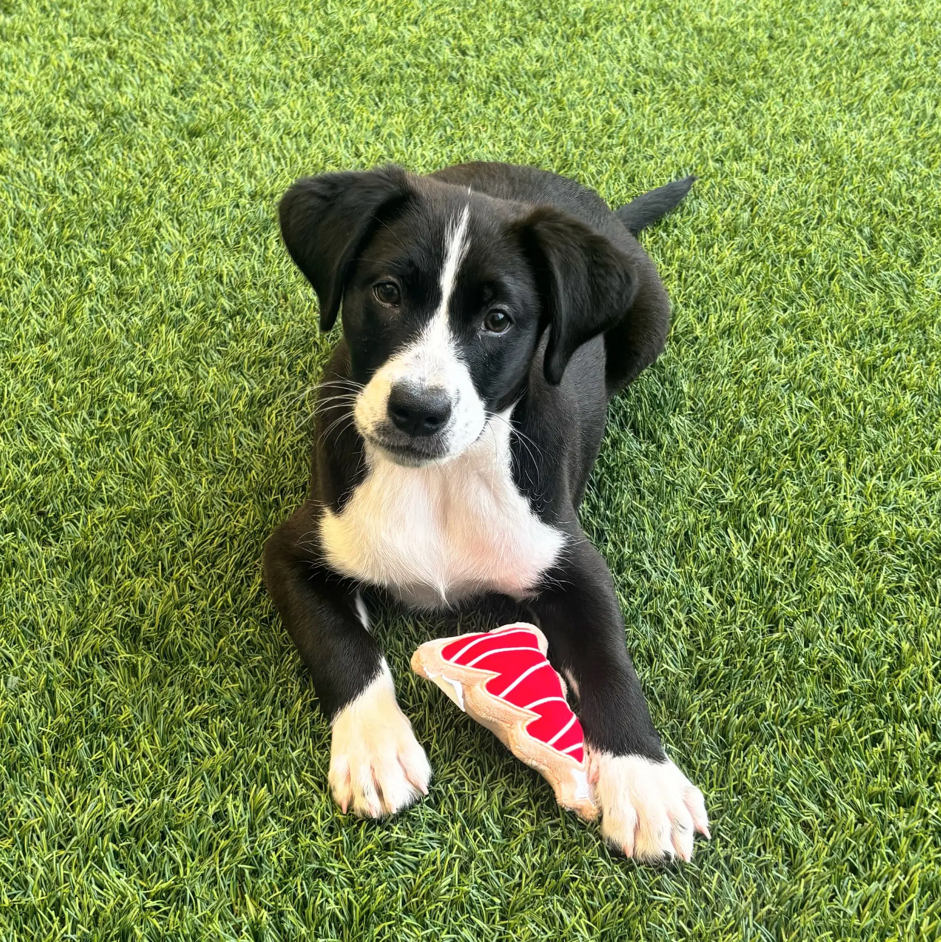 Bantay The Puppy image 3