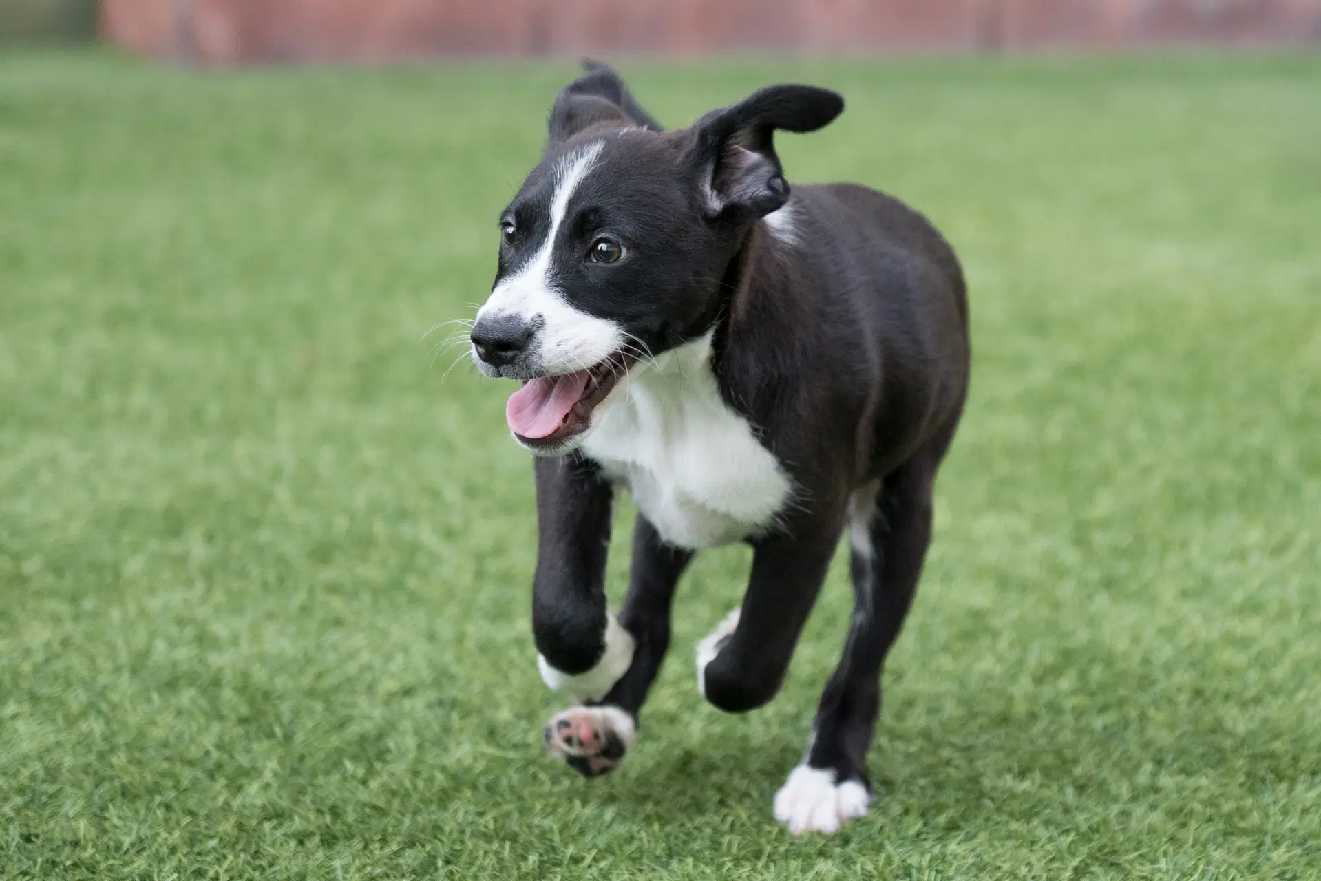 Bantay The Puppy image 4