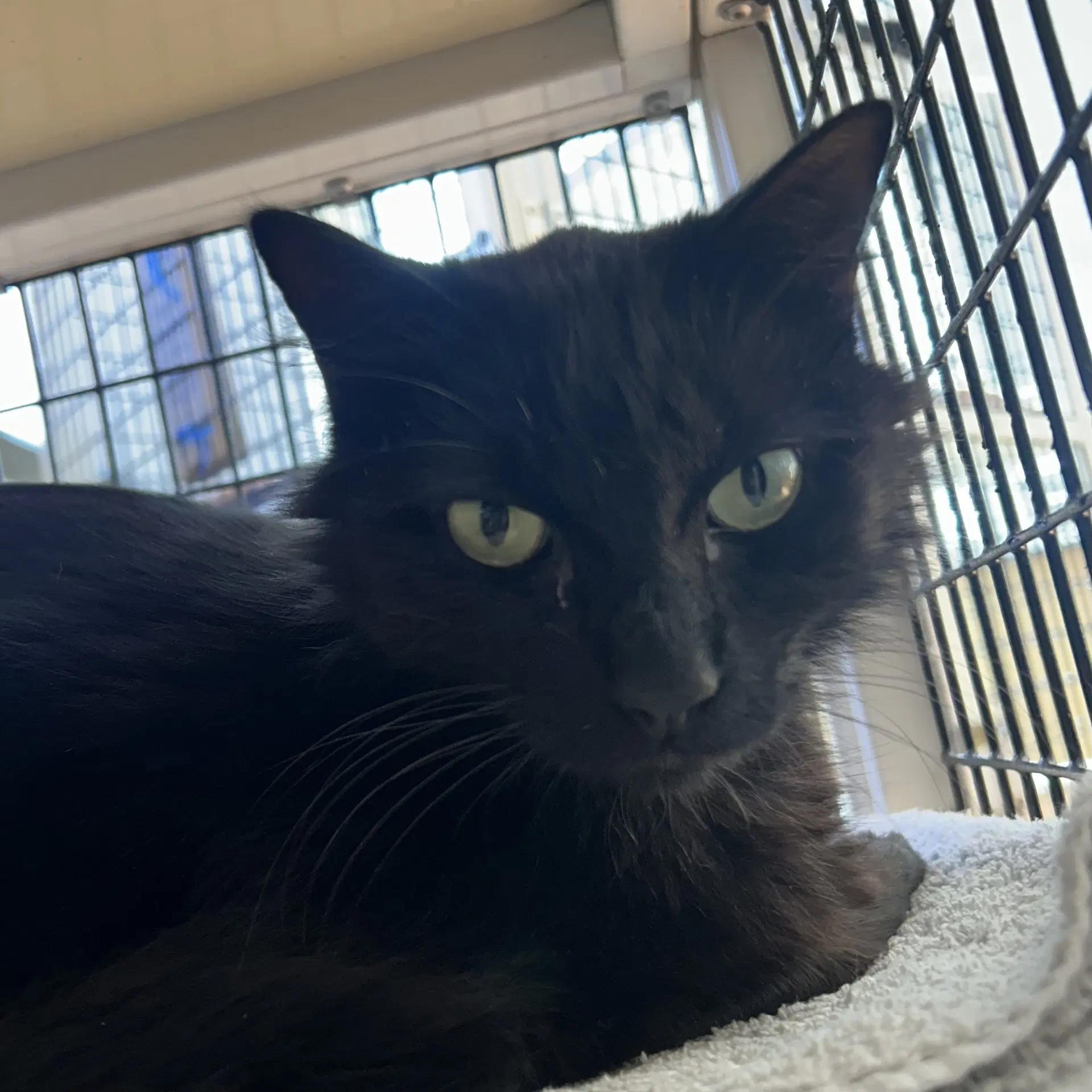Toothless - Domestic Medium Hair