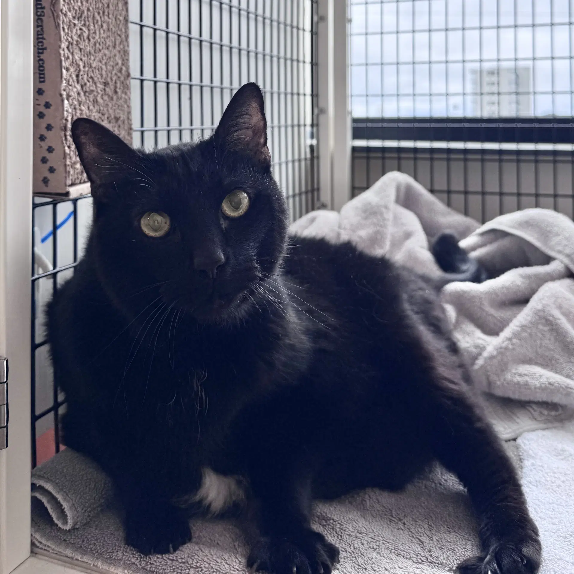 Peanut - Domestic Short Hair