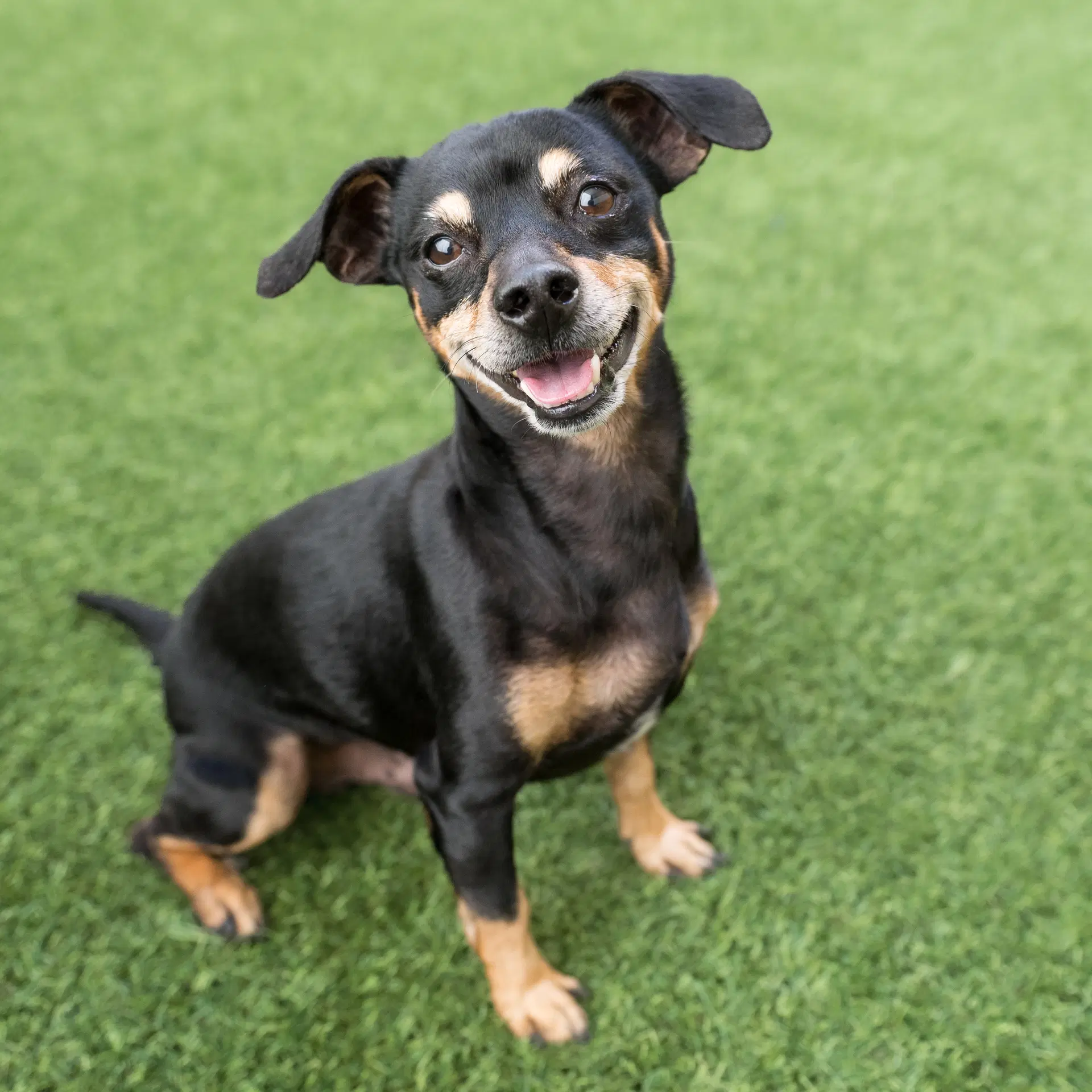 Bjorn - Miniature Pinscher