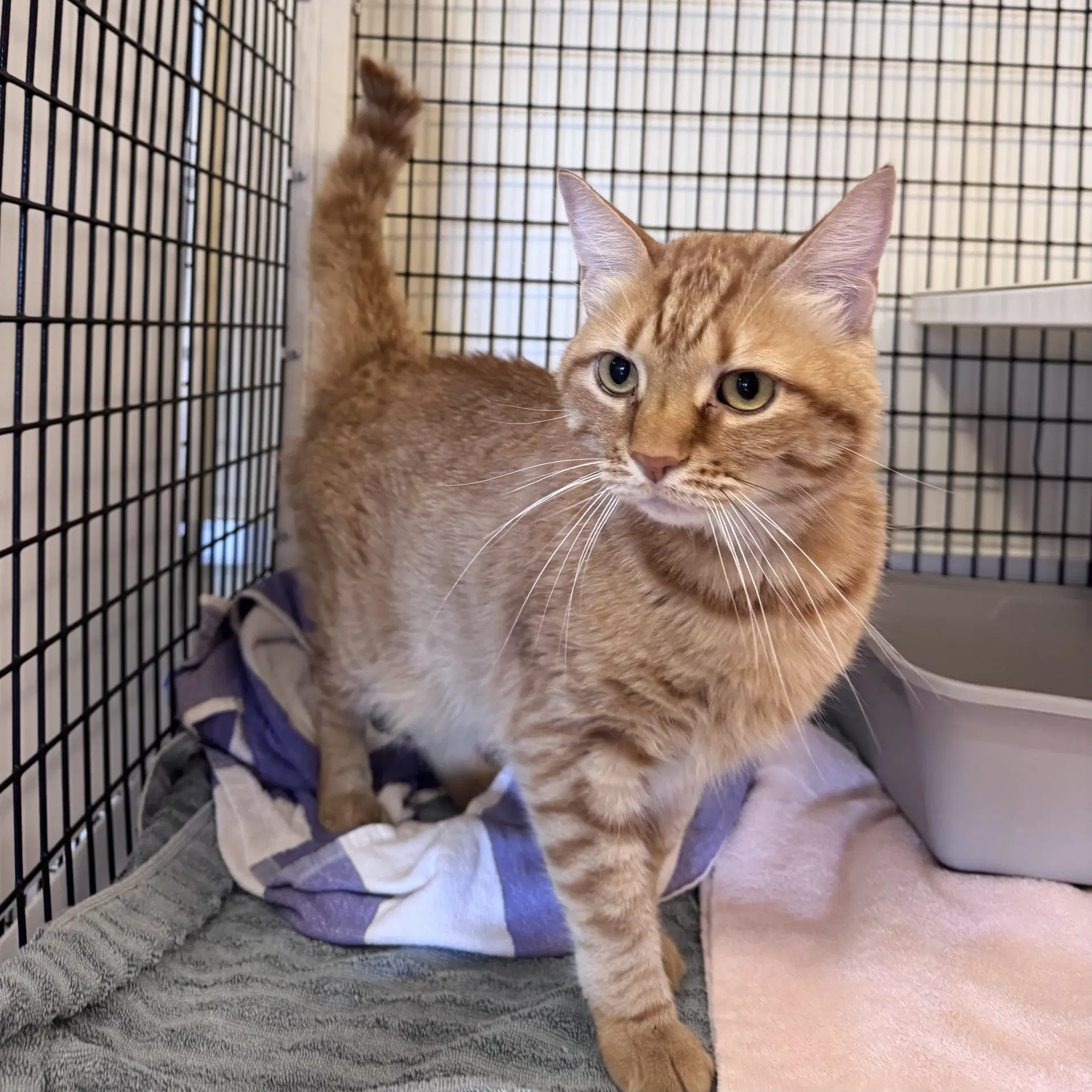 Andy - Domestic Short Hair