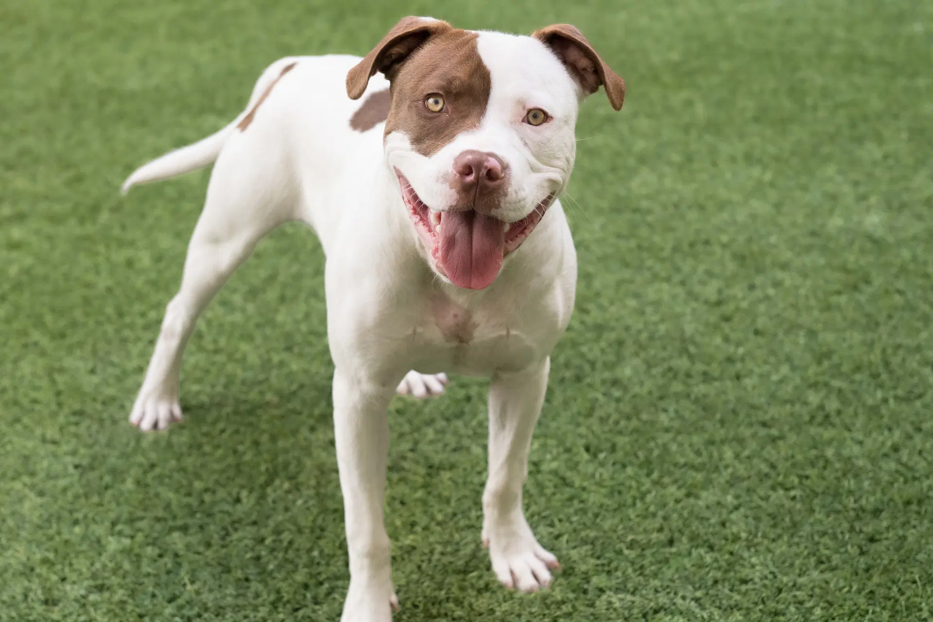 Augie - Pit Bull Terrier