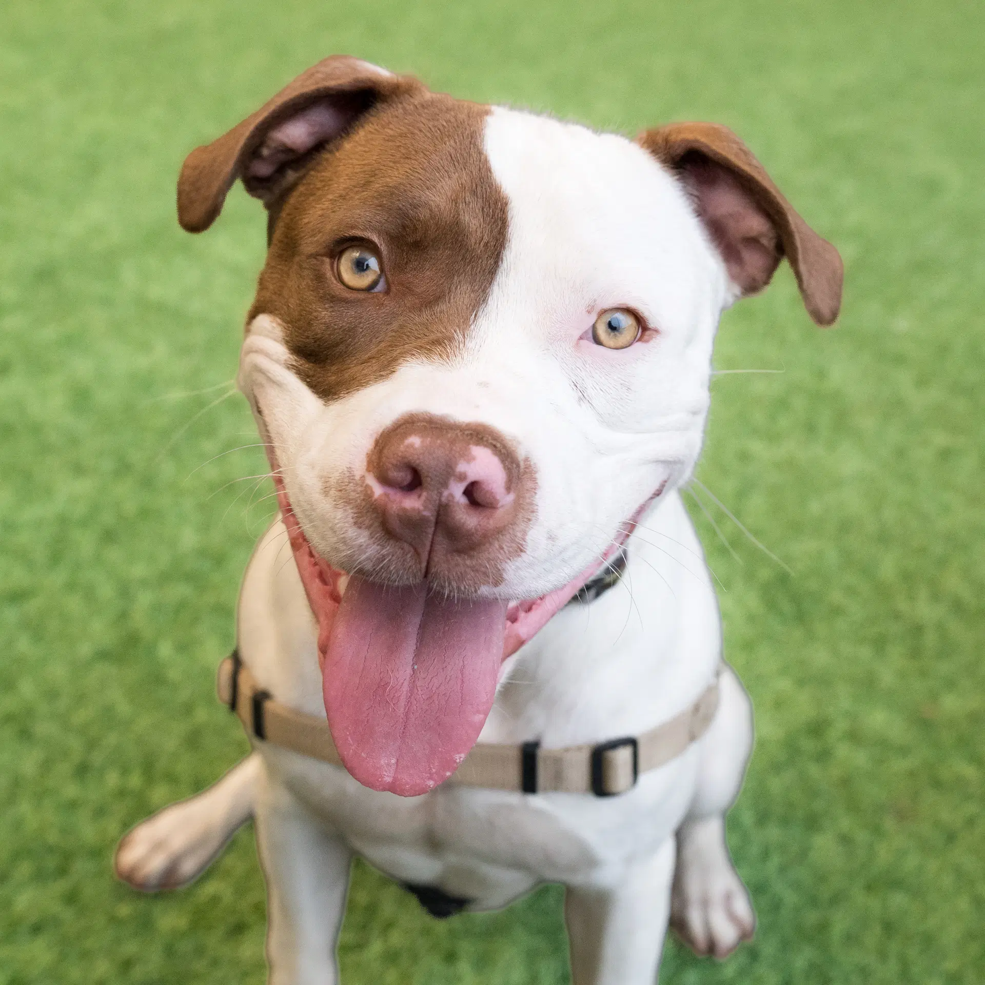 Augie - Pit Bull Terrier
