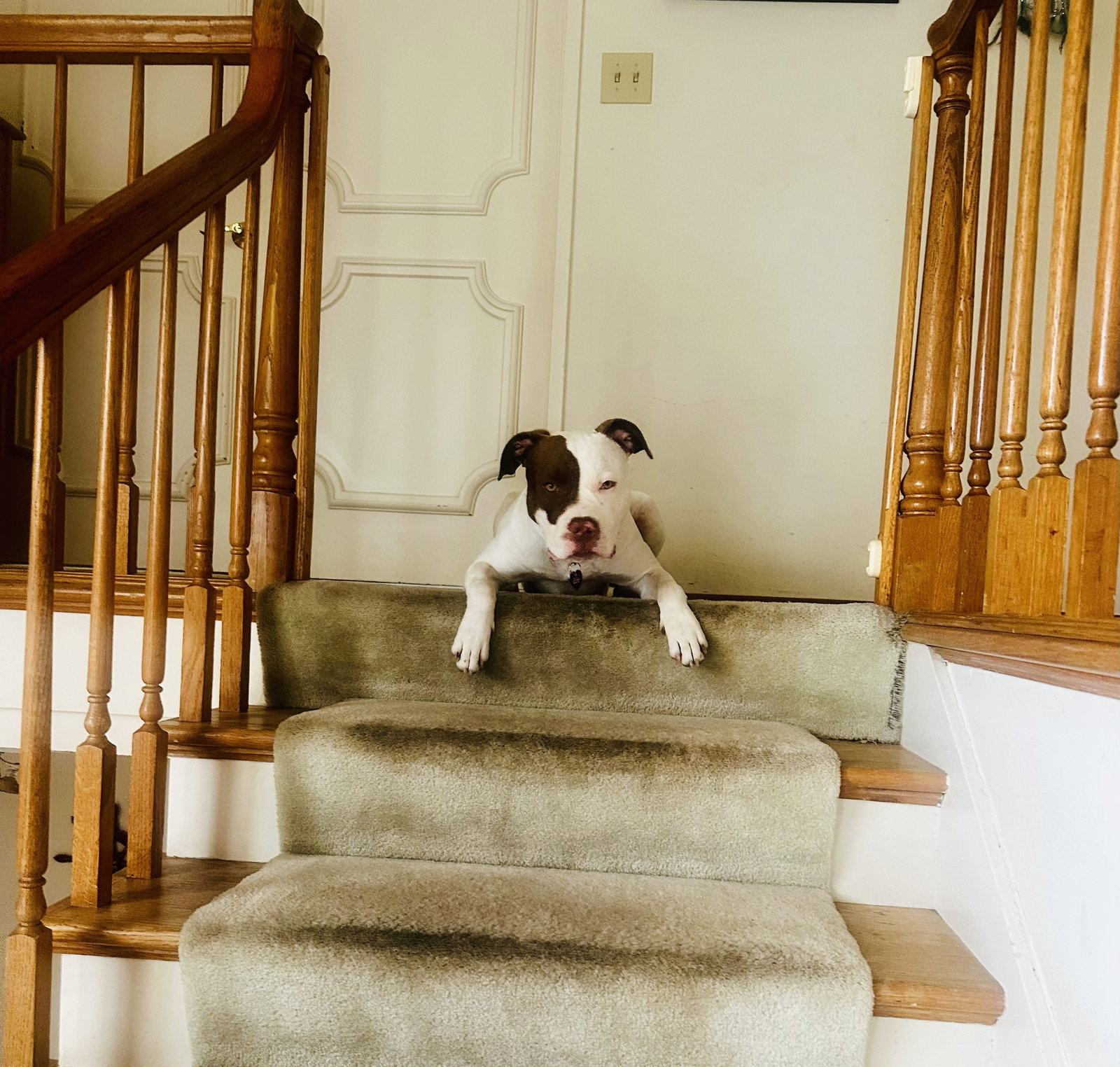 Augie, photo 3