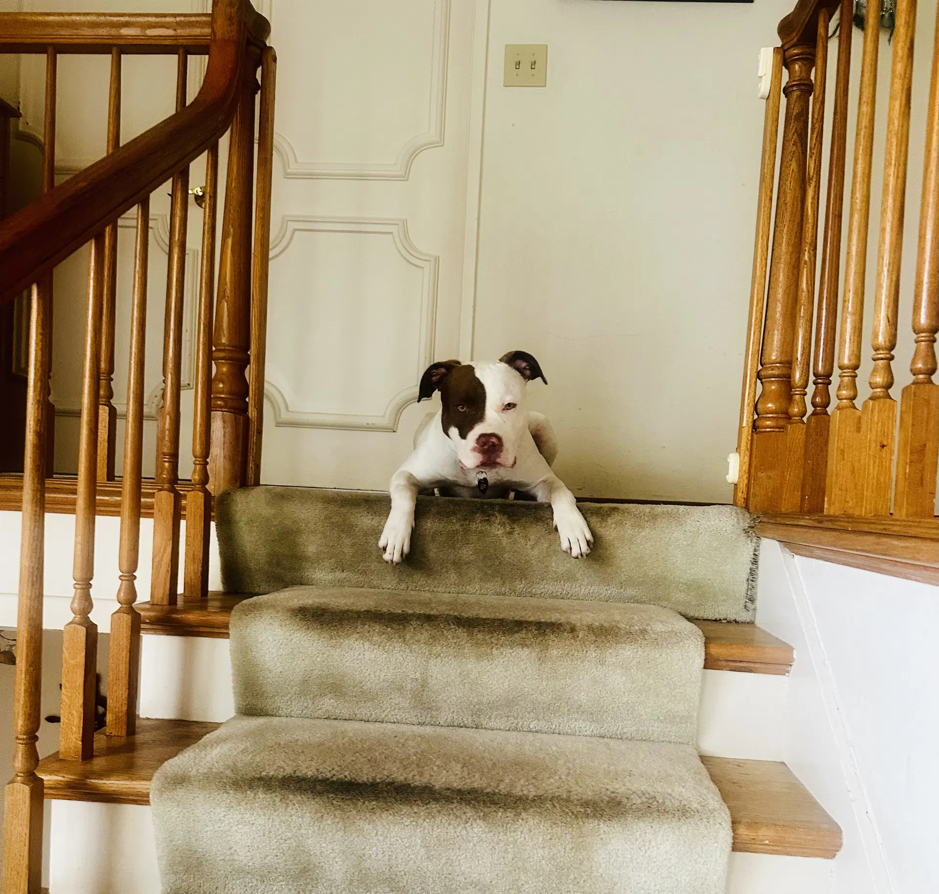 Augie image 3