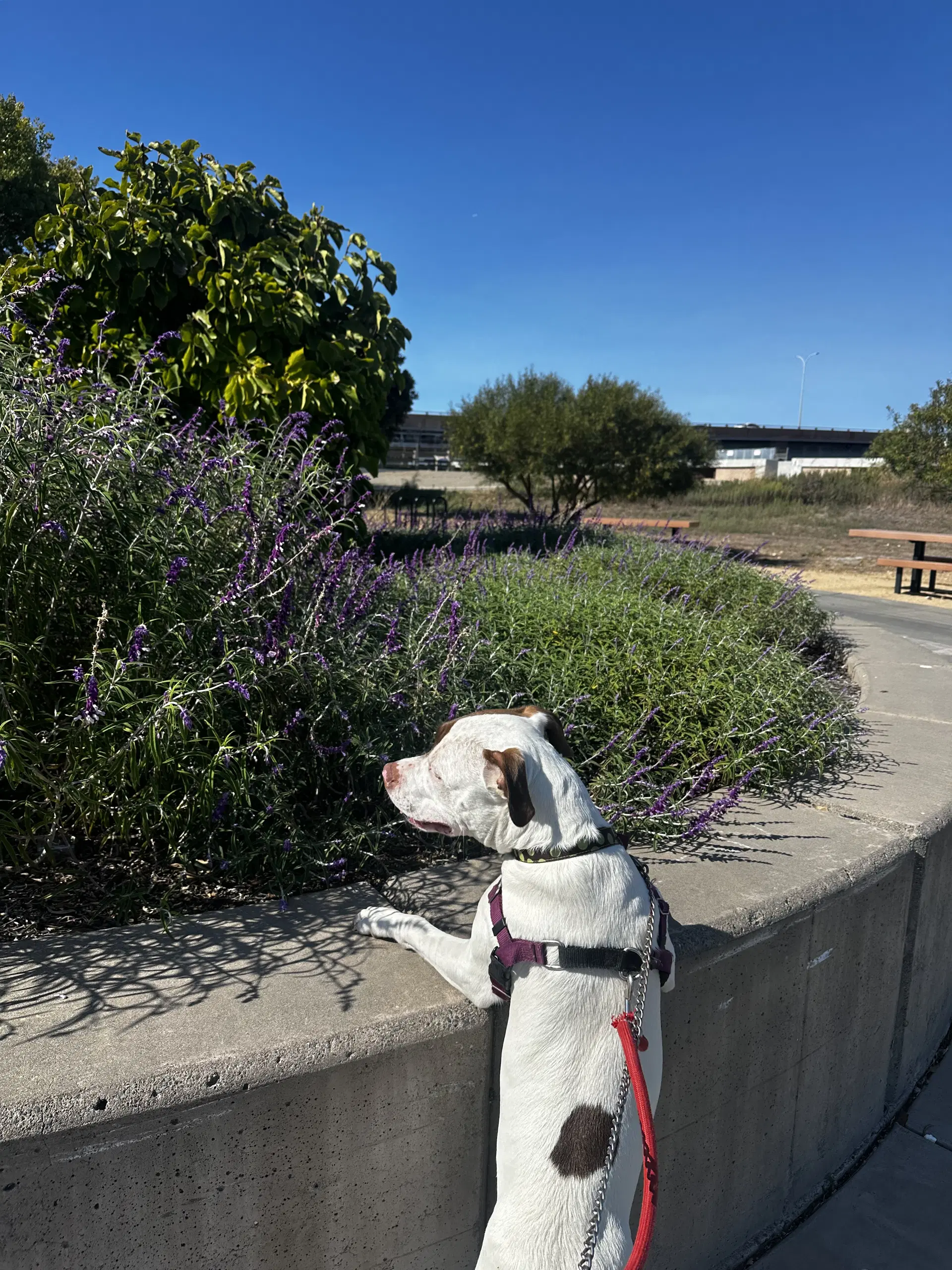 Augie image 4