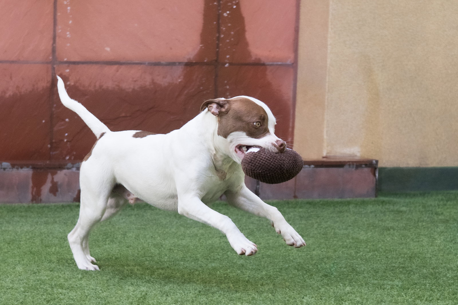 Augie, photo 5