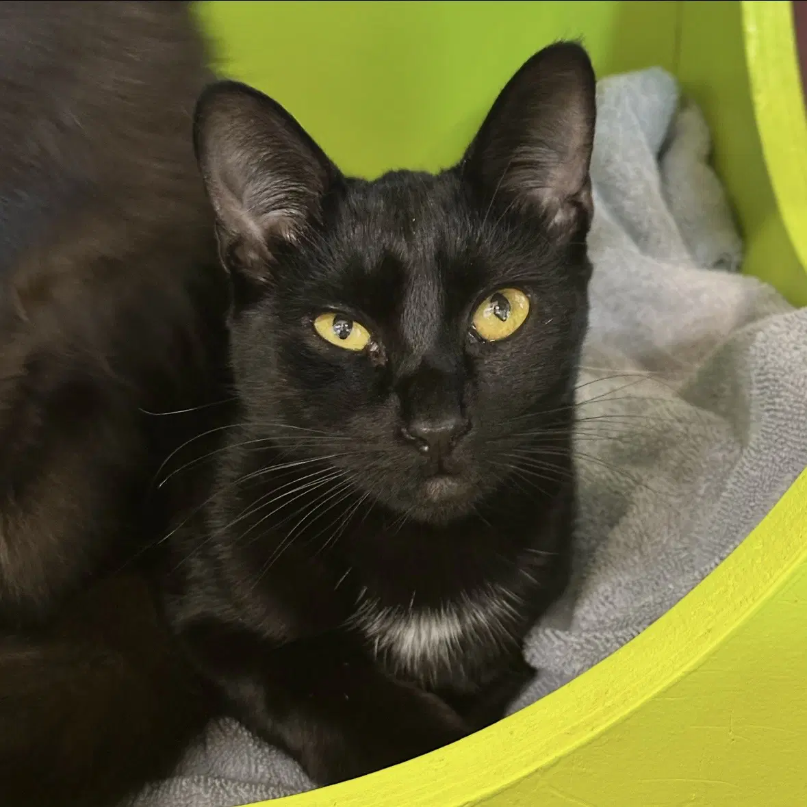 Cleo image 2