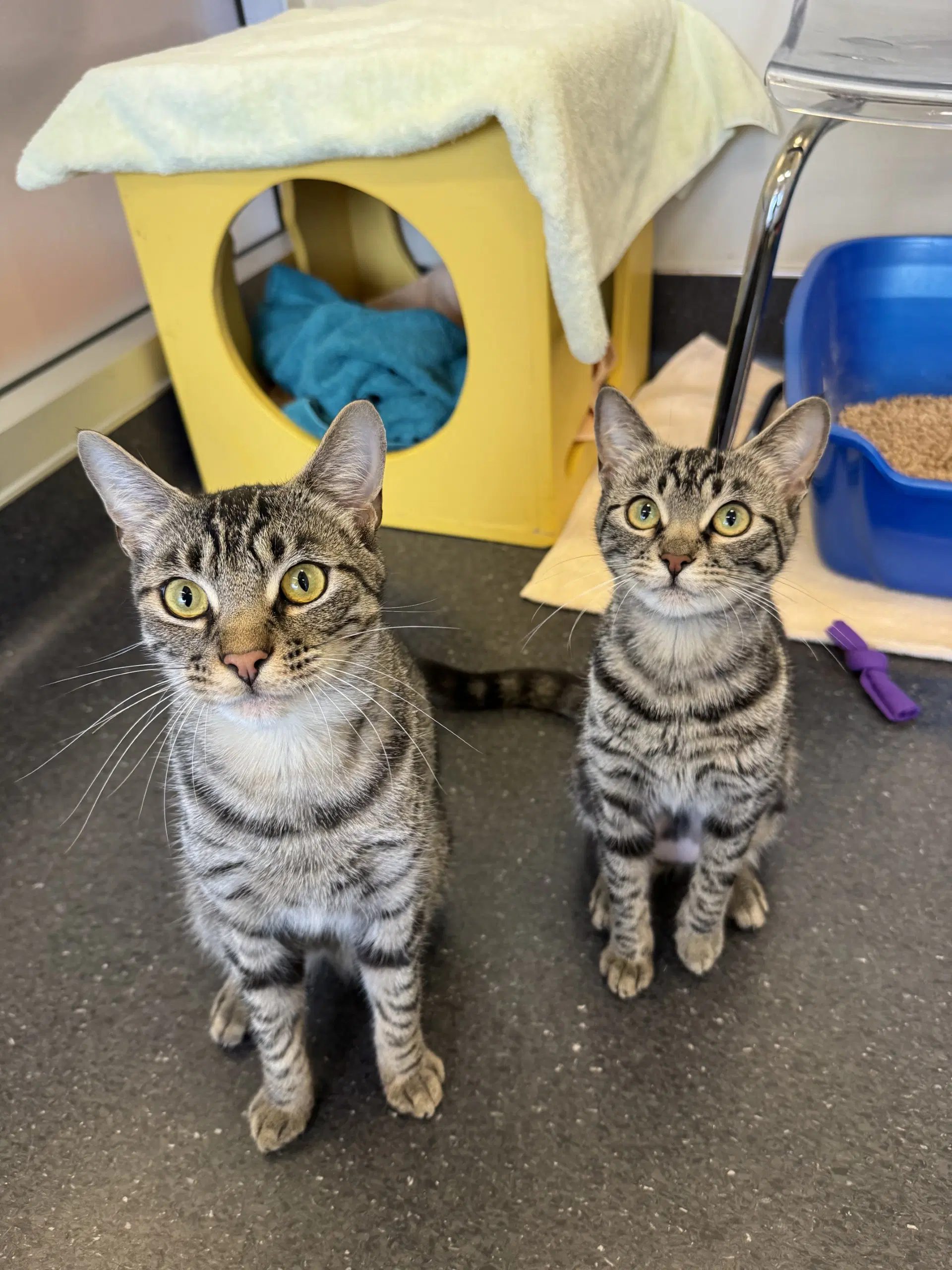 Ebony  Sukkar - Domestic Short Hair