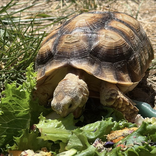 Summer, a tortoise for adoption from Peninsula Humane Society & SPCA