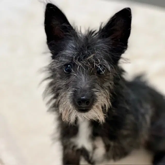 Kangaroo The Puppy - Terrier