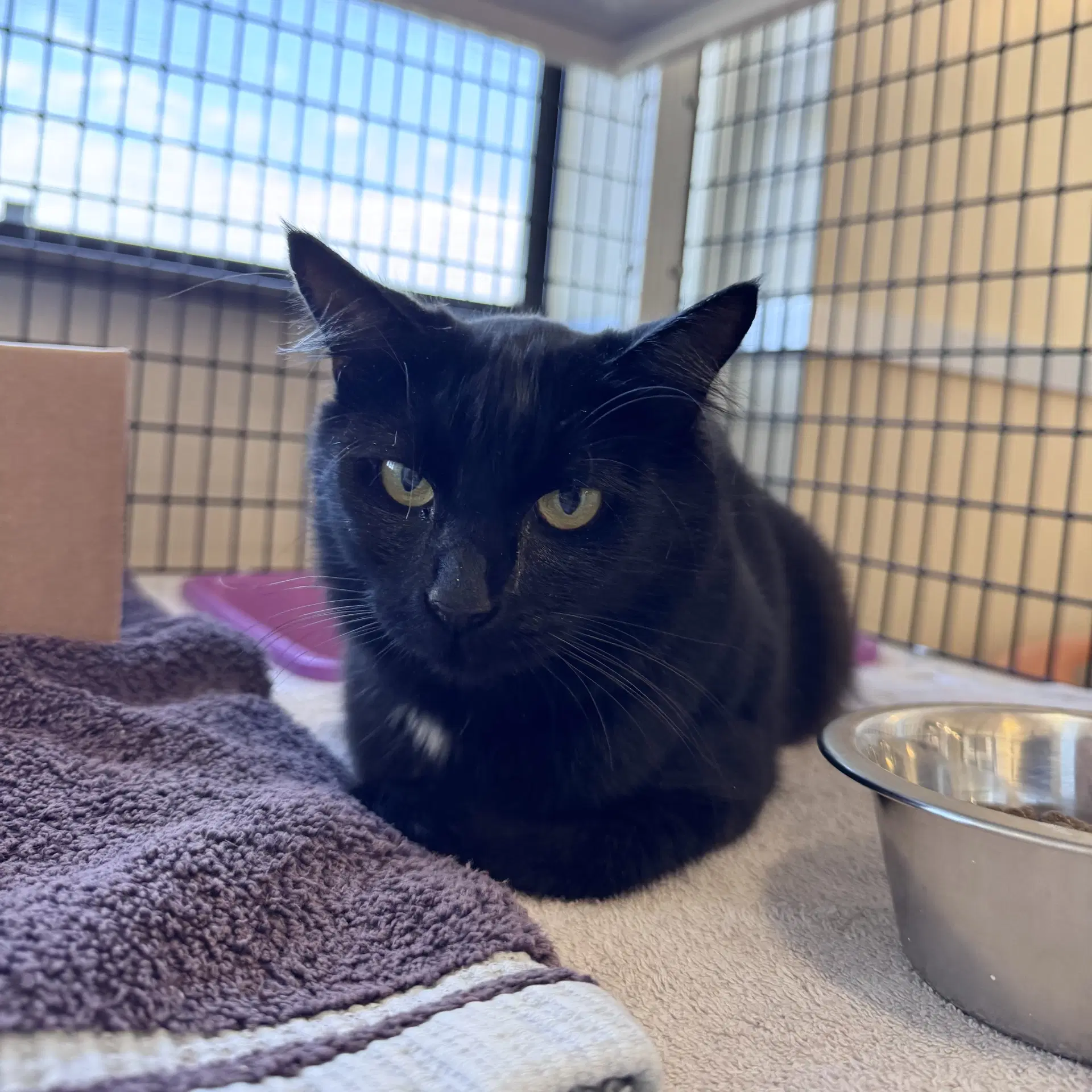 Ramona - Domestic Short Hair