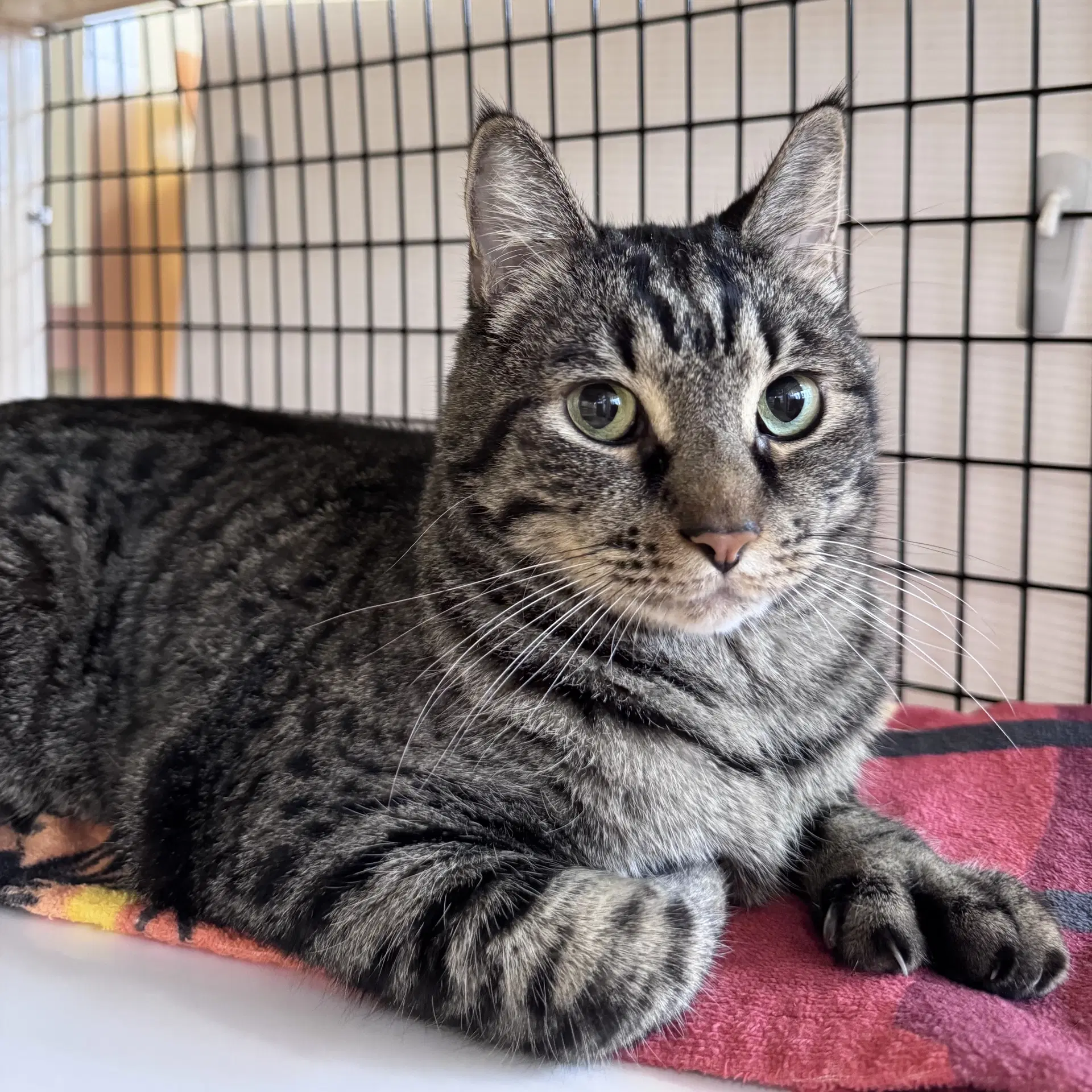 Bean - Domestic Short Hair