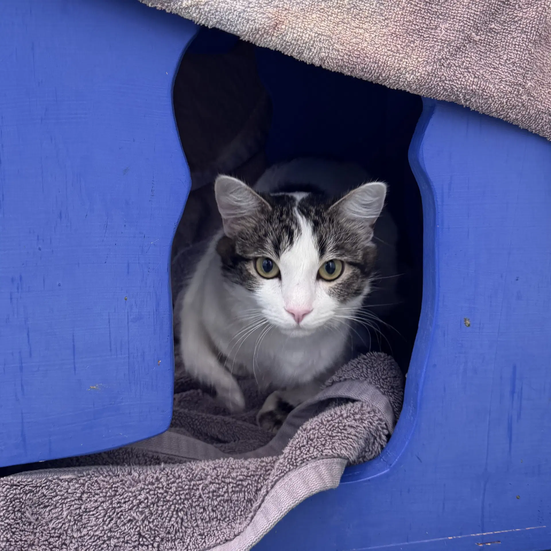 Suzie - Domestic Medium Hair