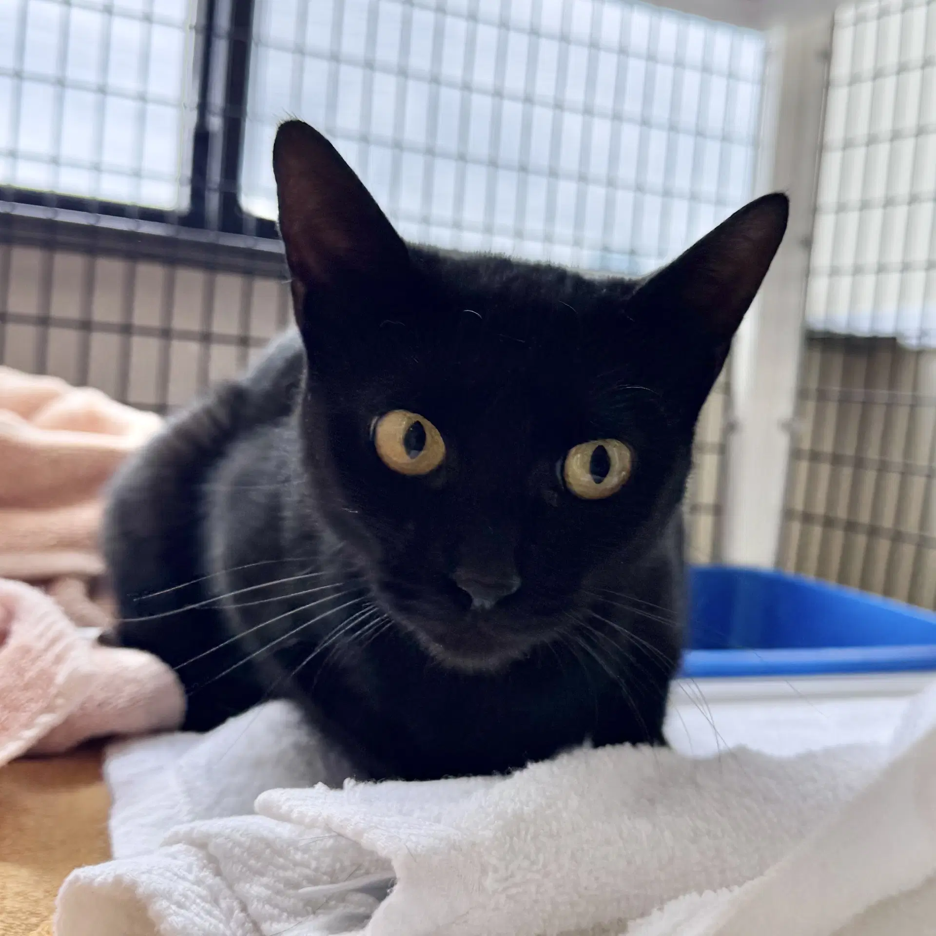 Dot - Domestic Short Hair