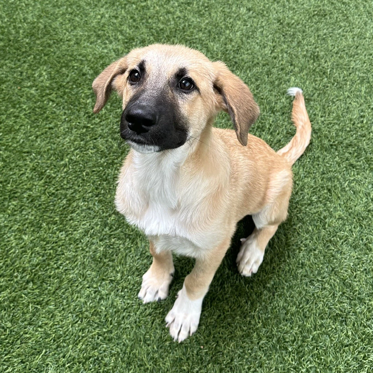 Pickles The Puppy