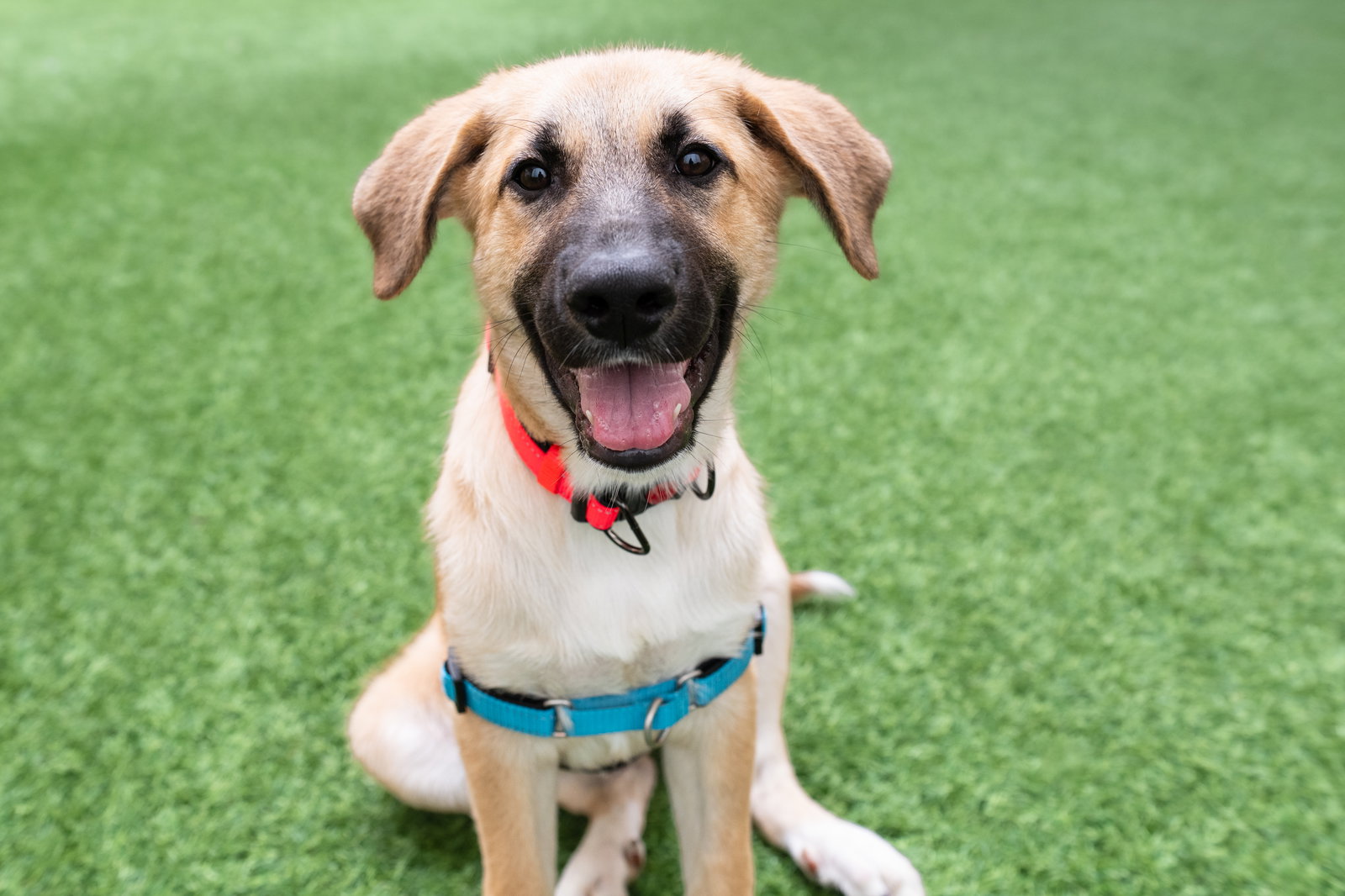 Dog Adoption - Peninsula Humane Society & SPCA in Burlingame, CA