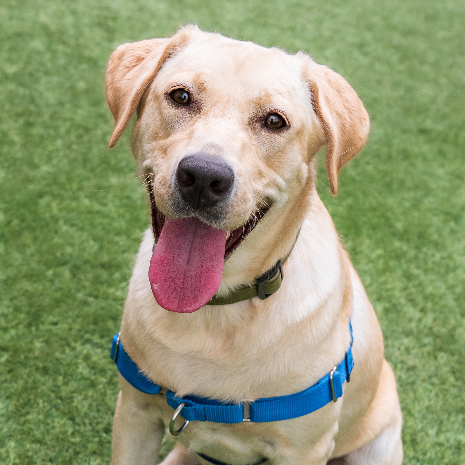 Dog Adoption - Peninsula Humane Society & SPCA in Burlingame, CA