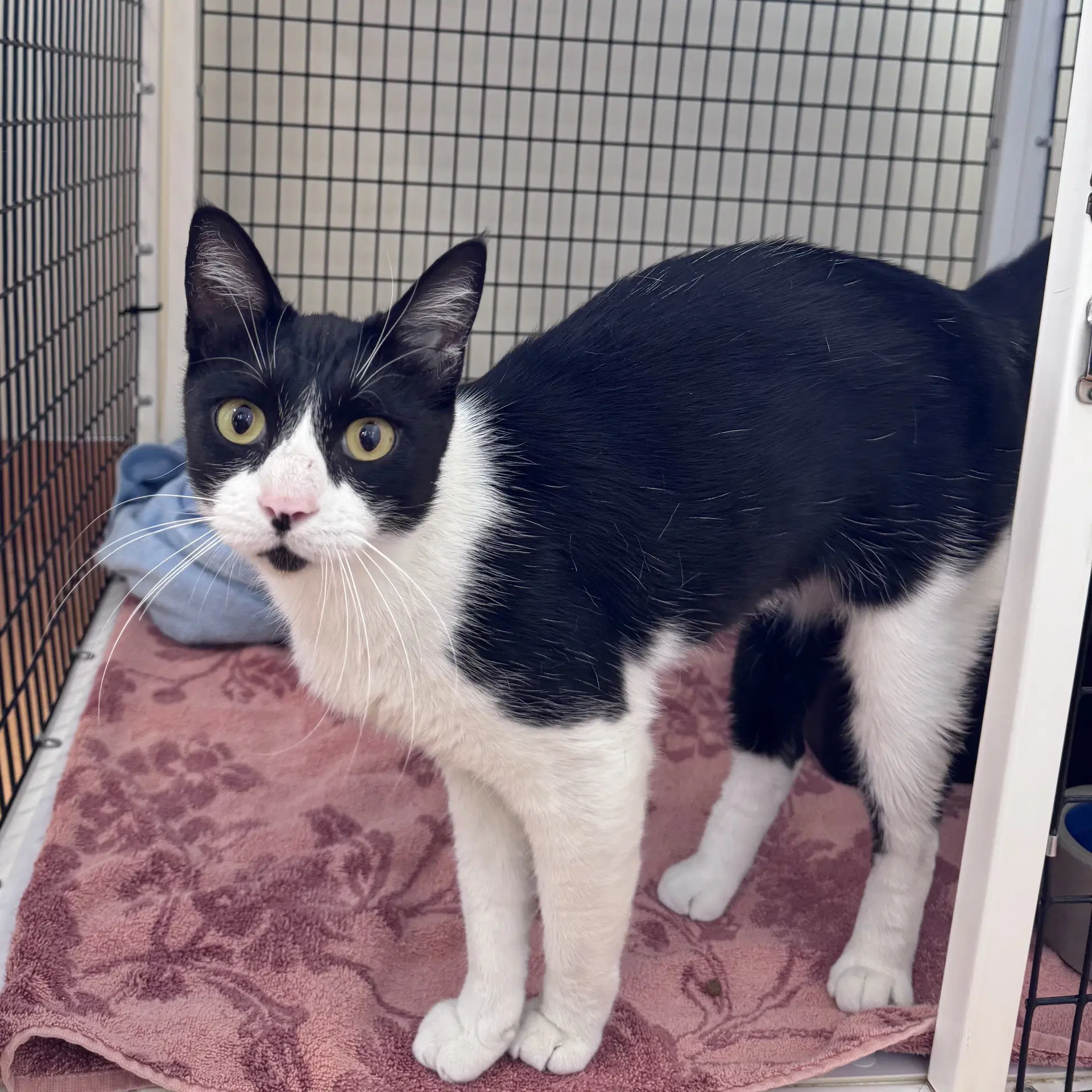 Baby - Domestic Short Hair