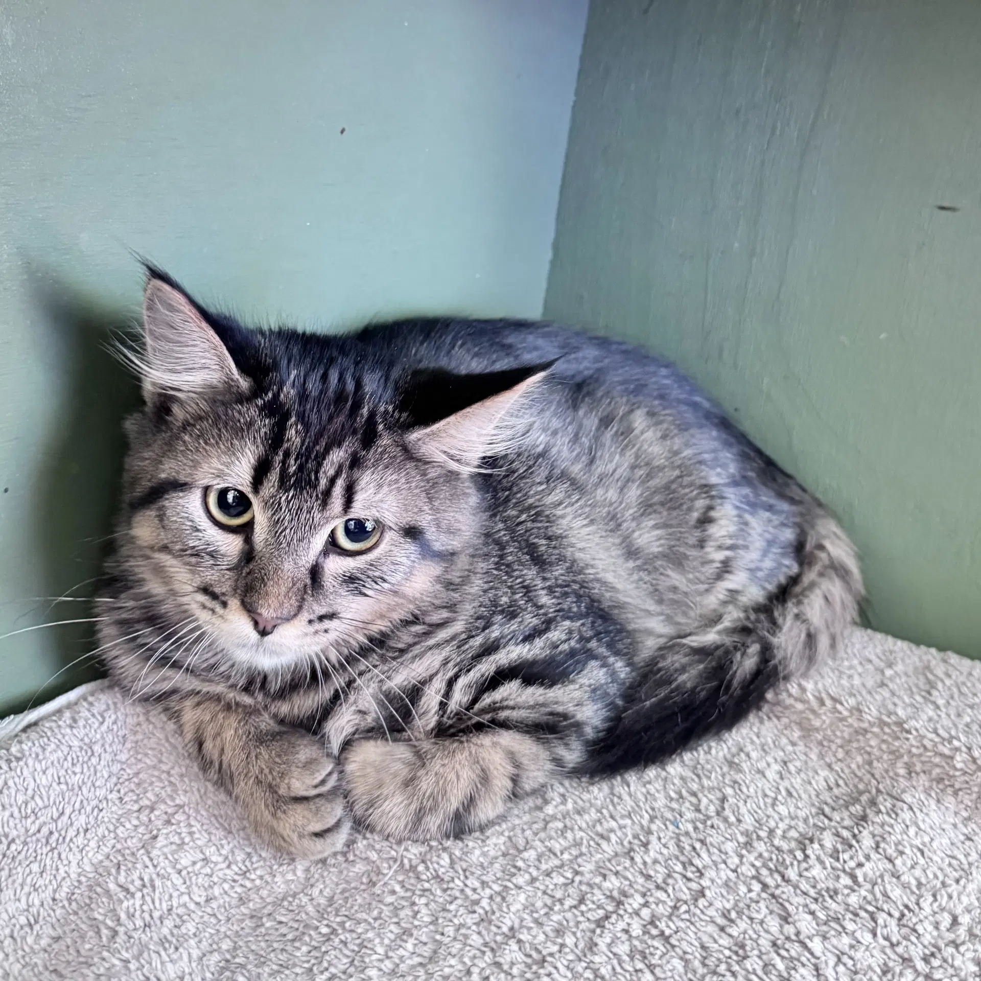 Scooter - Domestic Medium Hair