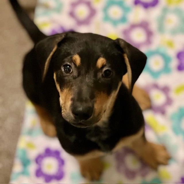 Mustard The Puppy