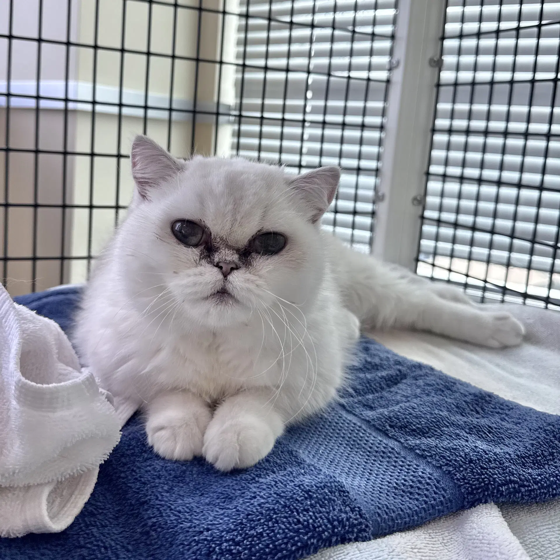 Paloma - Persian