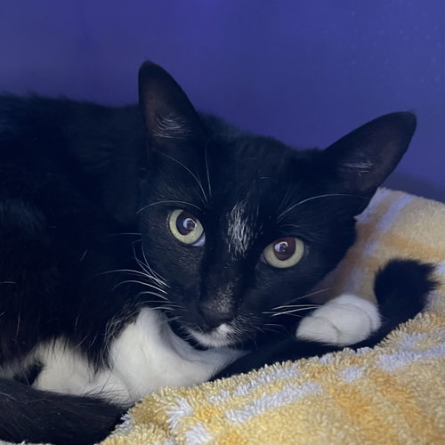 Morticia, a cat for adoption from Peninsula Humane Society & SPCA