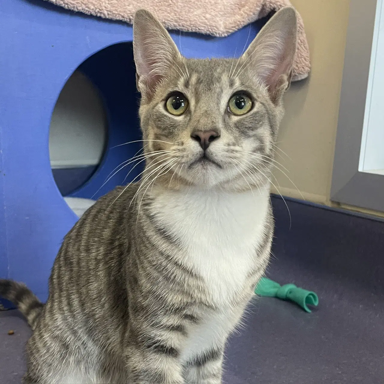 Rook - Domestic Short Hair
