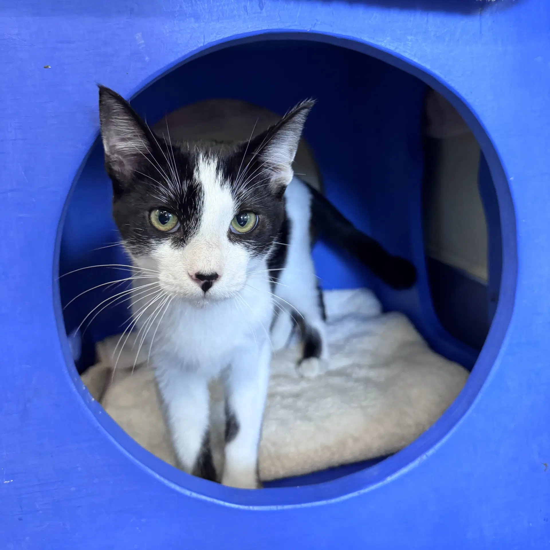 Reggie - Domestic Short Hair