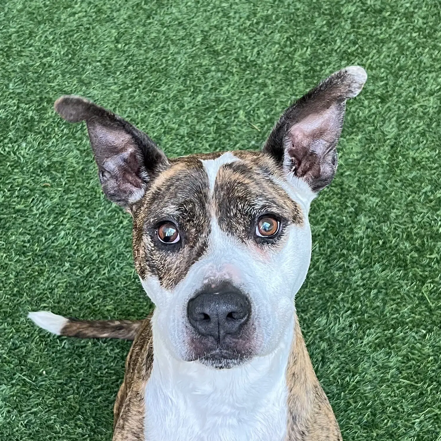Ziggy The Senior - Pit Bull Terrier
