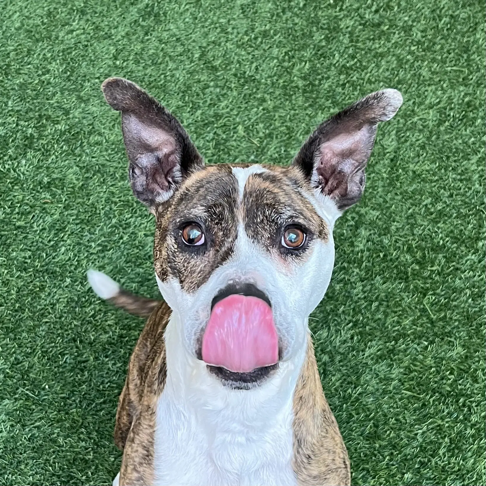Ziggy The Senior image 2