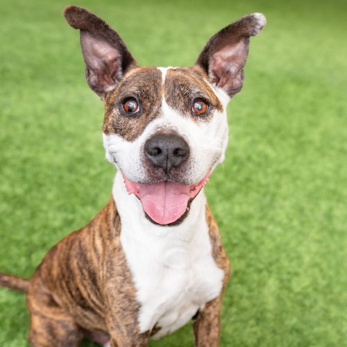 Ziggy the Senior!, a dog for adoption from Peninsula Humane Society & SPCA