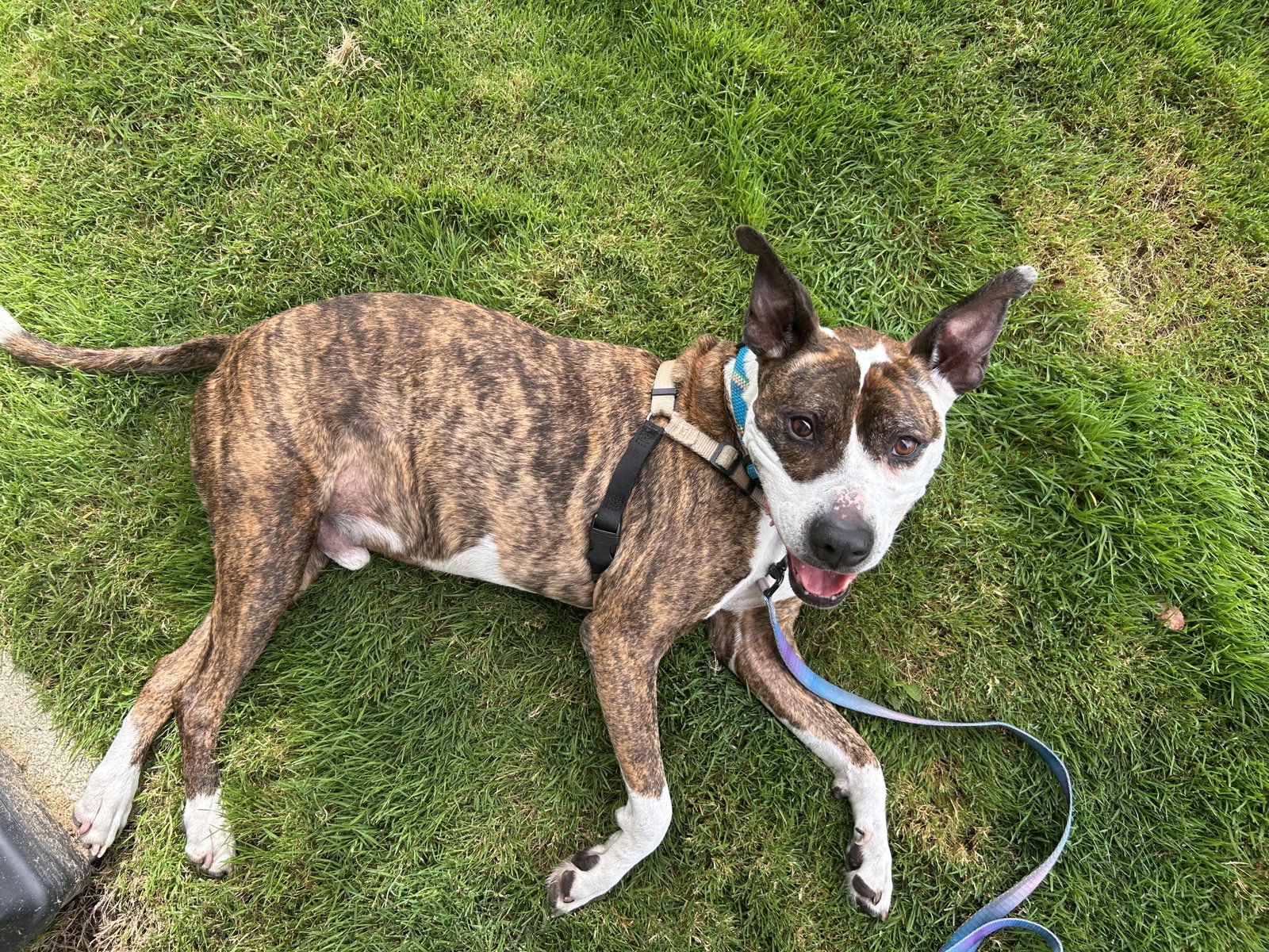 Ziggy the Senior!, photo 6