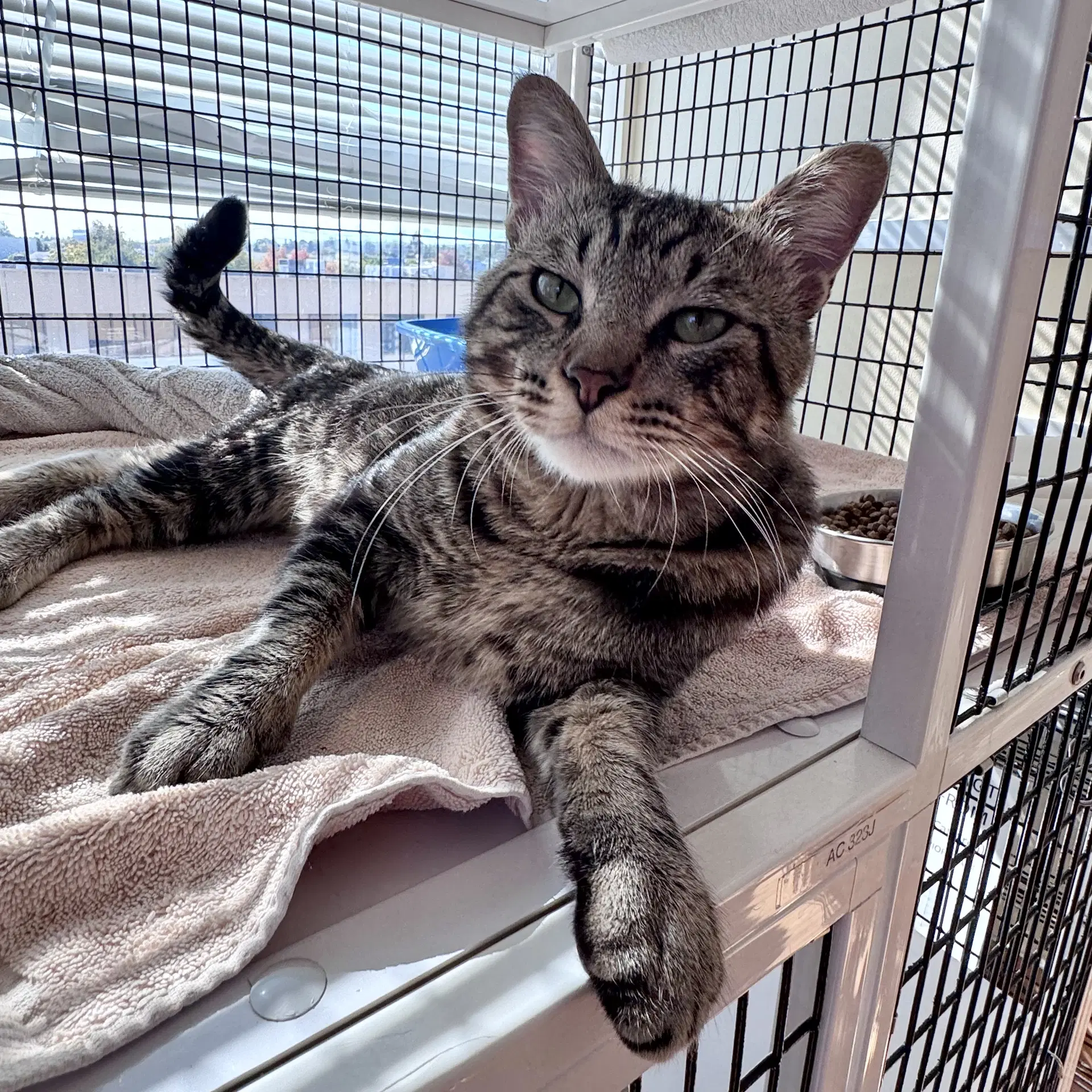 Gary - Domestic Short Hair