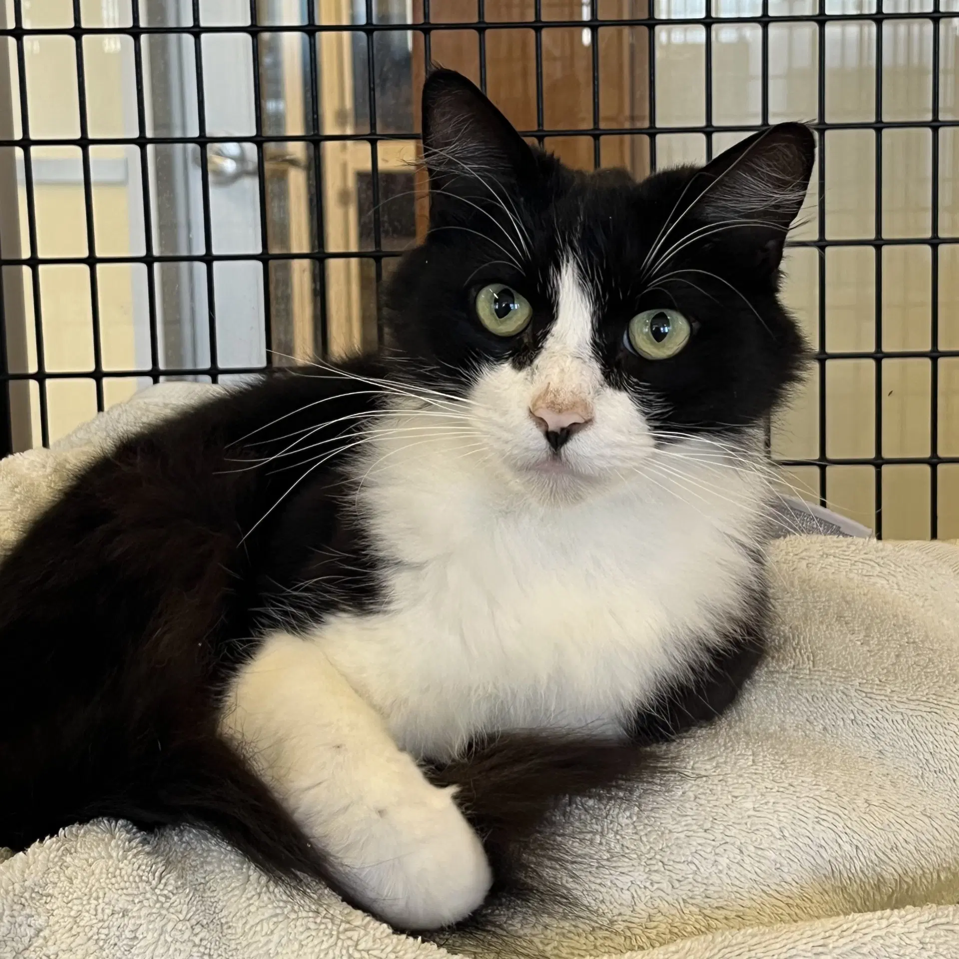 Petunia - Domestic Short Hair