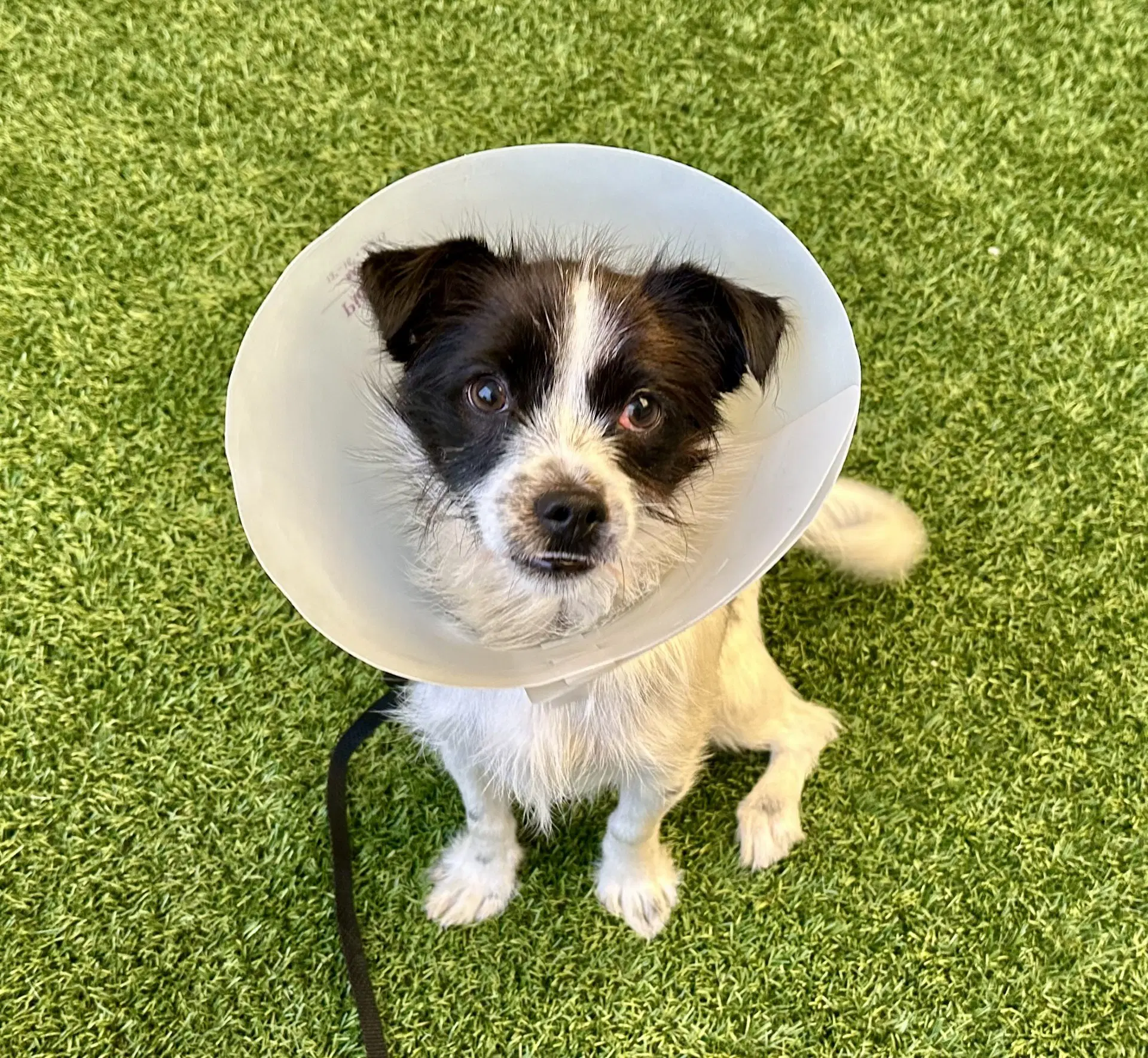 Cheerio - Terrier
