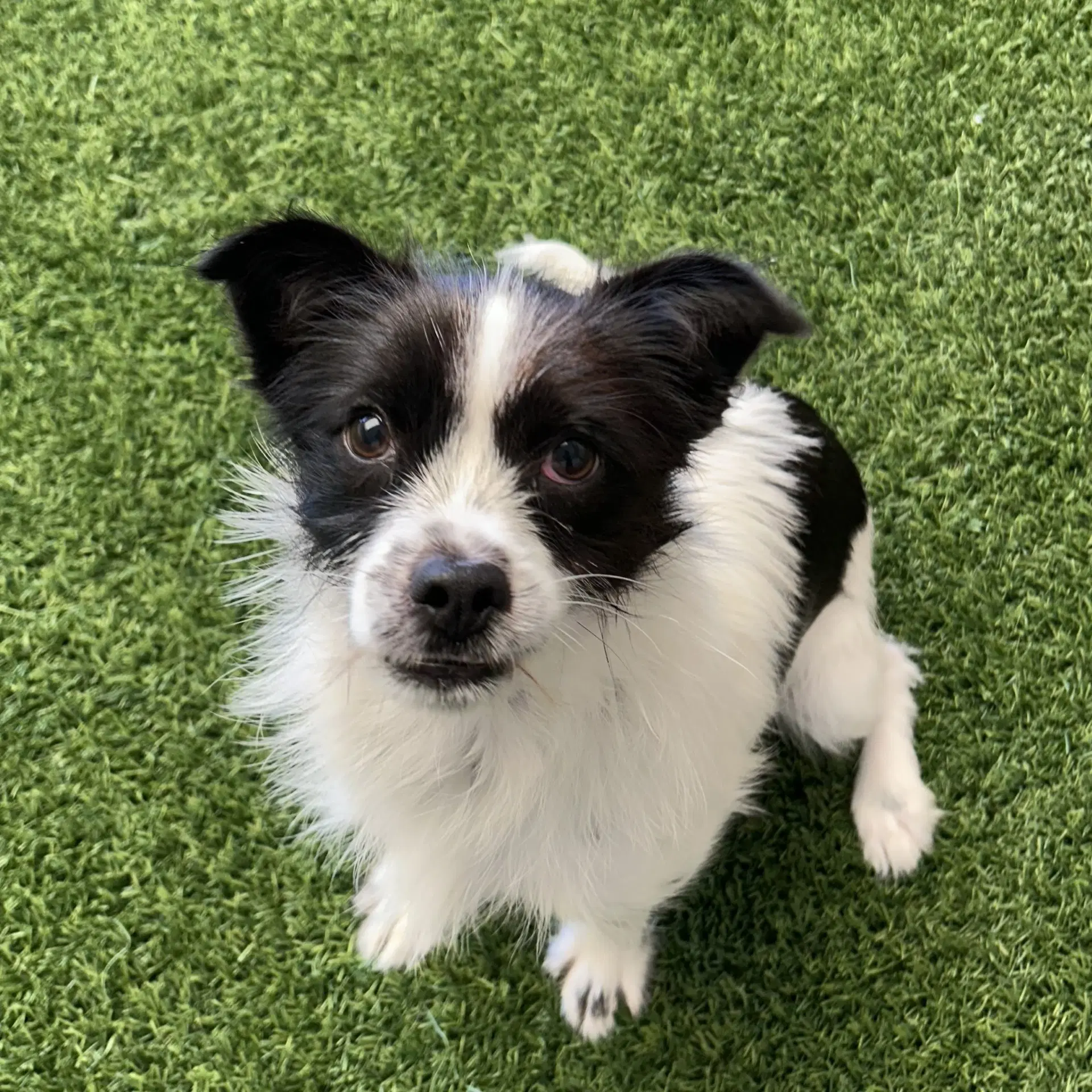 Cheerio - Terrier