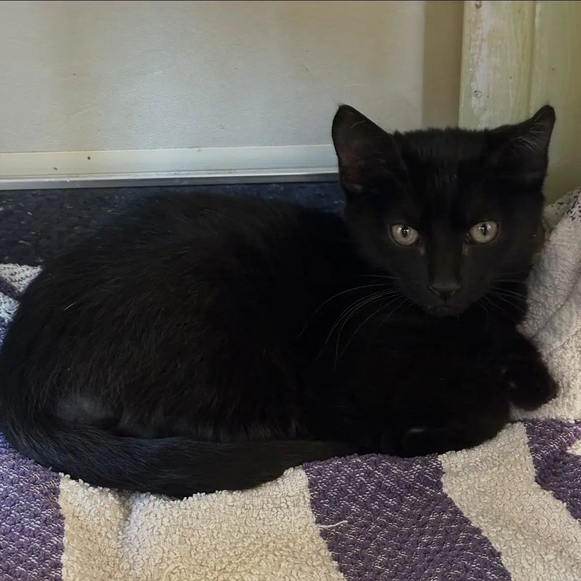 Boo - Domestic Short Hair