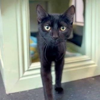 Boo, a cat for adoption from Peninsula Humane Society & SPCA