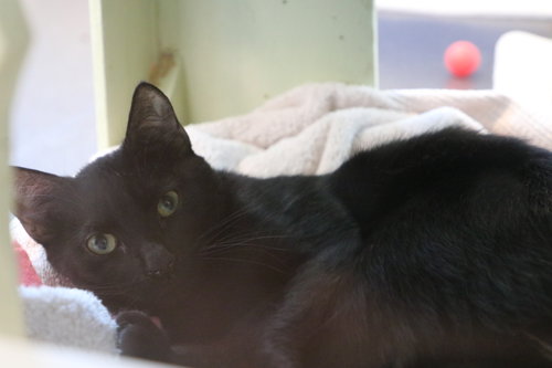 Photo 3 of Boo
