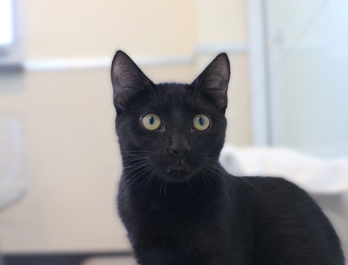 Photo 4 of Boo
