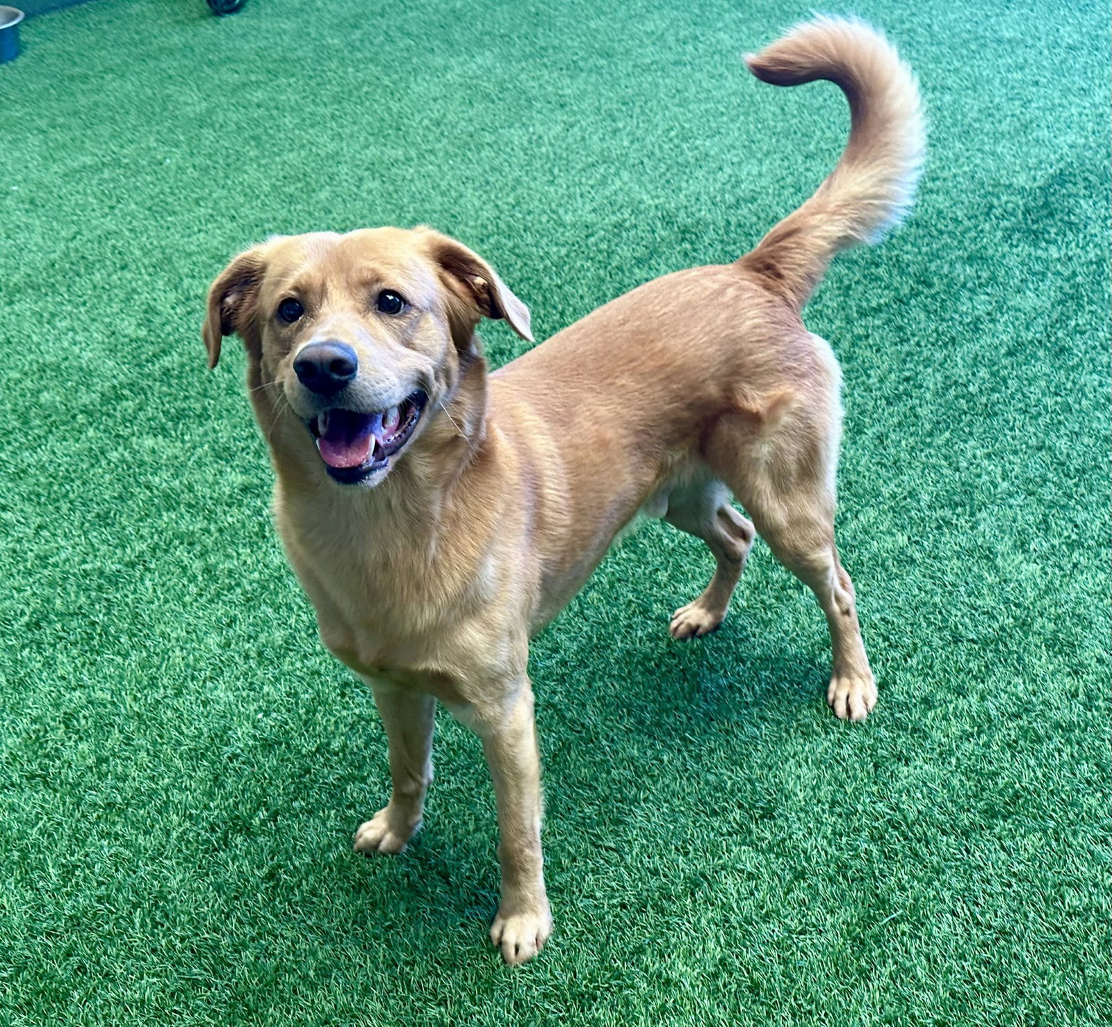 Dog Adoption - Peninsula Humane Society & SPCA in Burlingame, CA