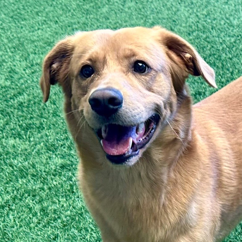 Dog Adoption - Peninsula Humane Society & SPCA in Burlingame, CA