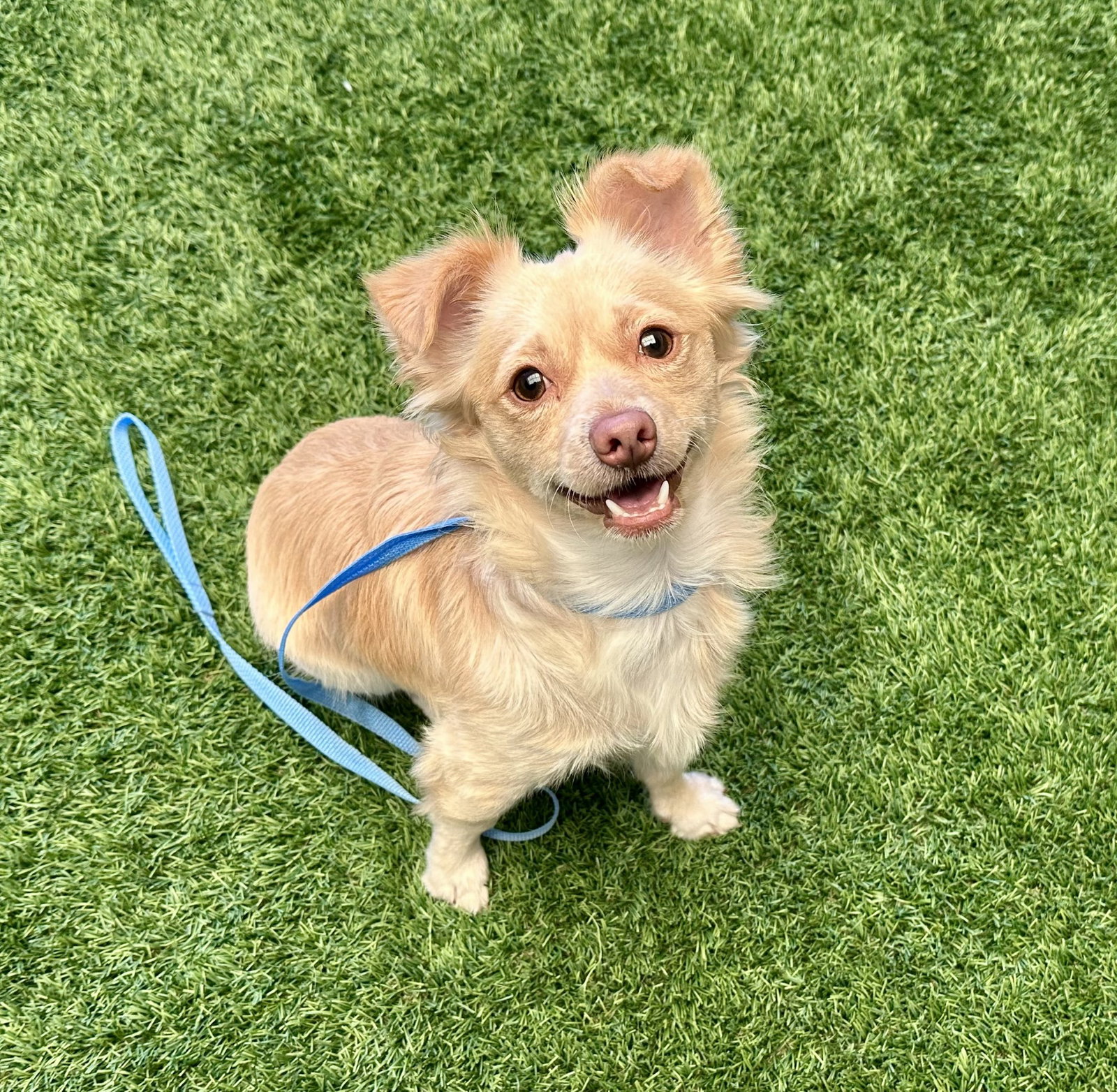Spca*:・'°☆品 Dog Adoption - Peninsula Humane Society & SPCA in Burlingame, CA