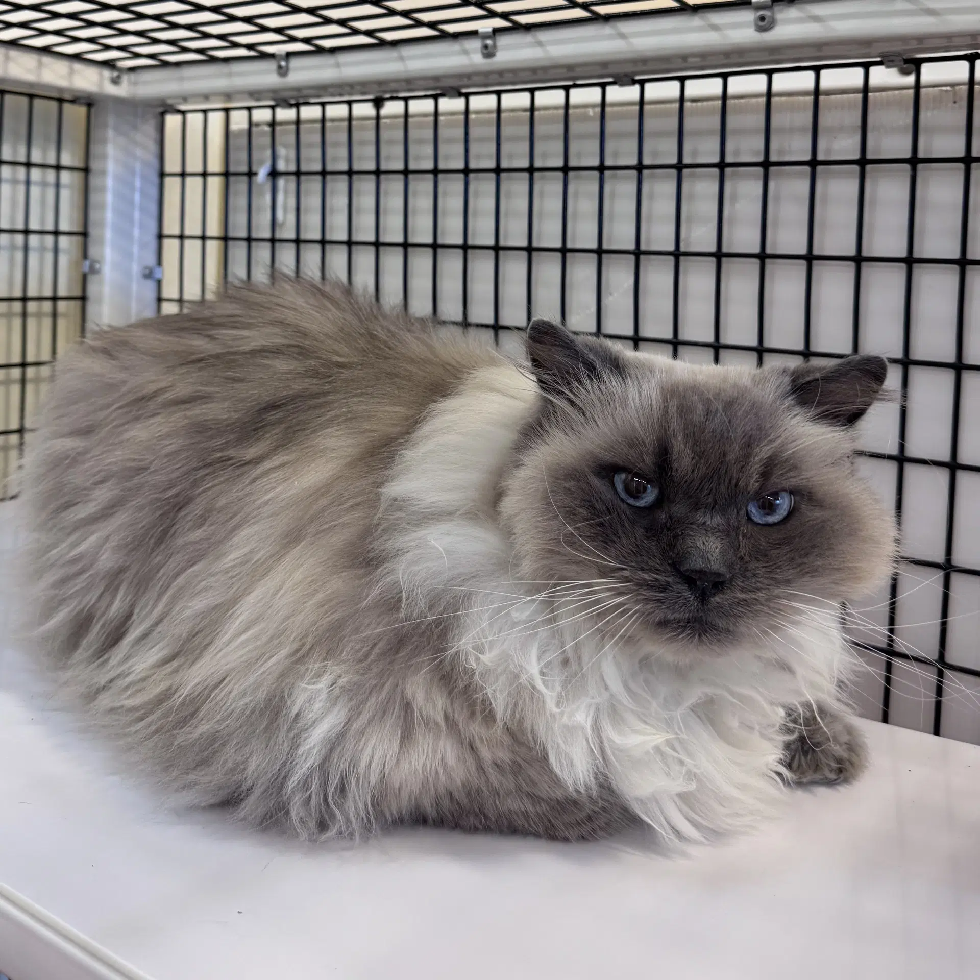 Suki - Ragdoll